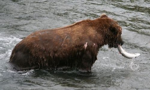 Bear catching Salmon in the water