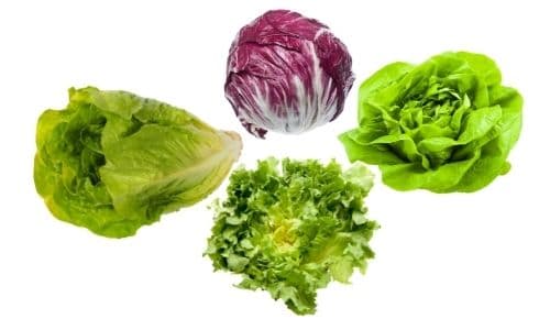 Lettuce from the Chicory Family to make a leafy green salad