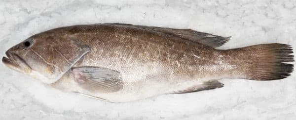 Grouper is a great white fish to grill