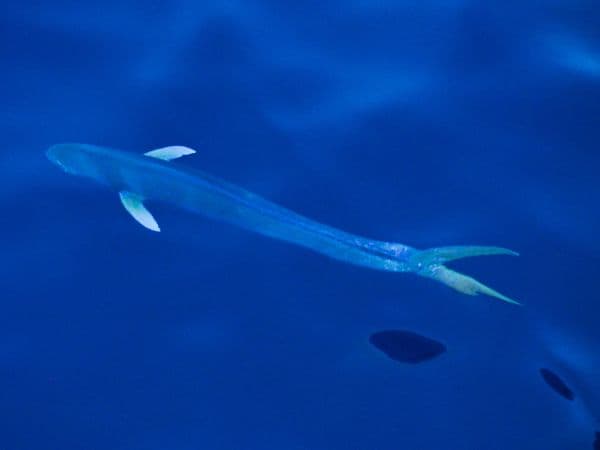 Mahi-mahi is a white fish seen swimming in the ocean