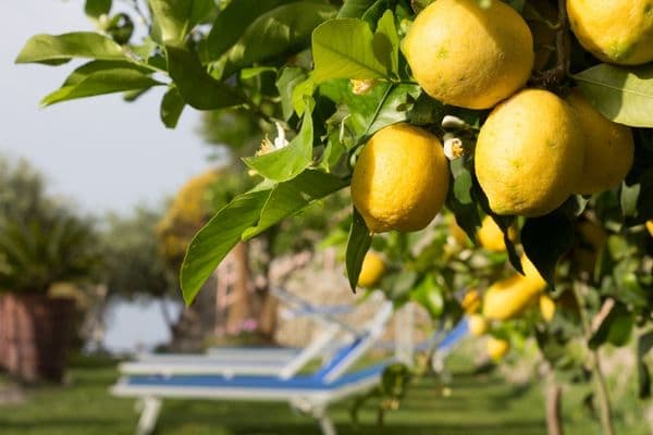 Beautifu yellow lemons on a tree