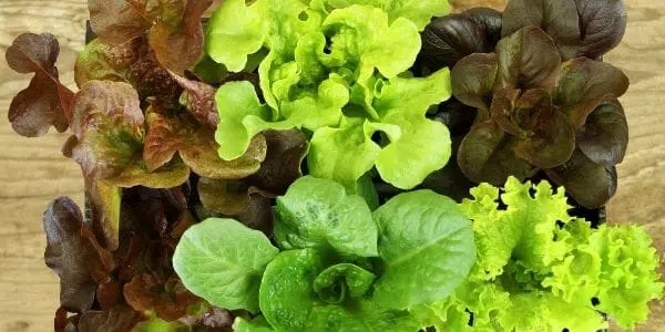 mixed greens for salad